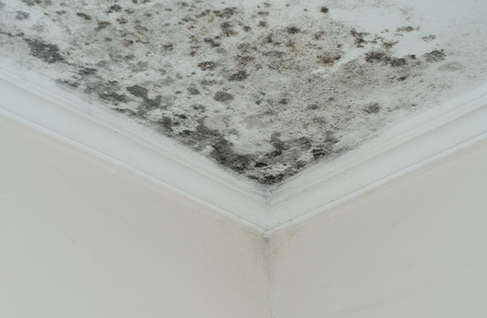 Preventing Mold Growth in Westchester