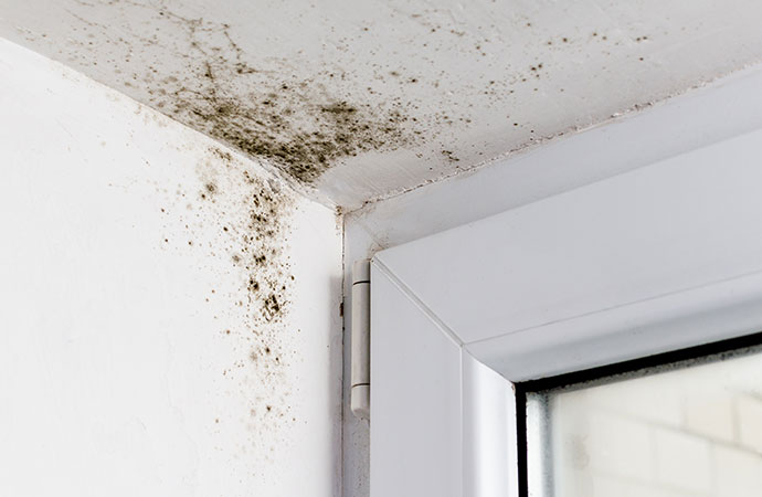 Impact of Indoor Mold