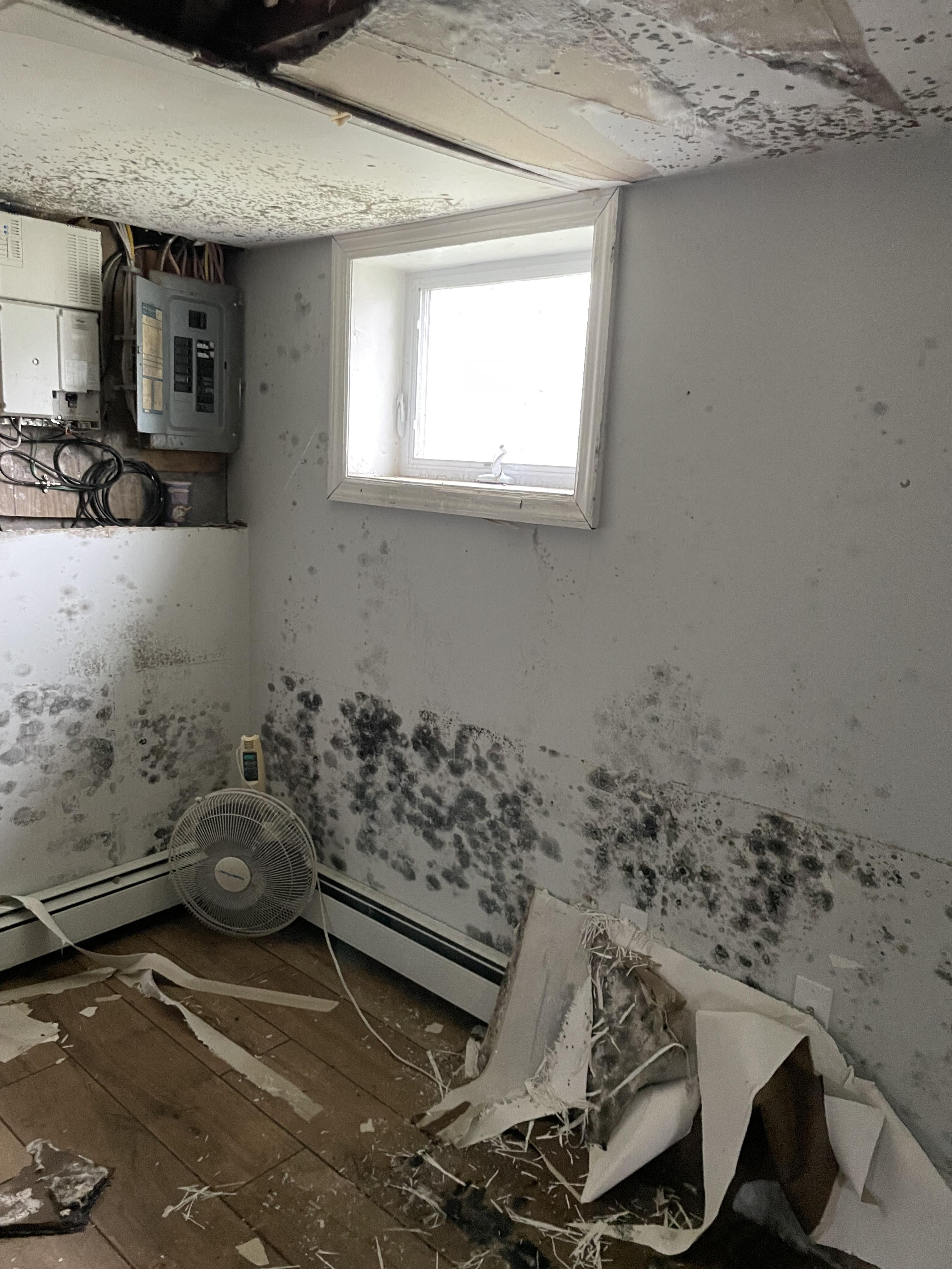 Mold throughout the entire finished basement