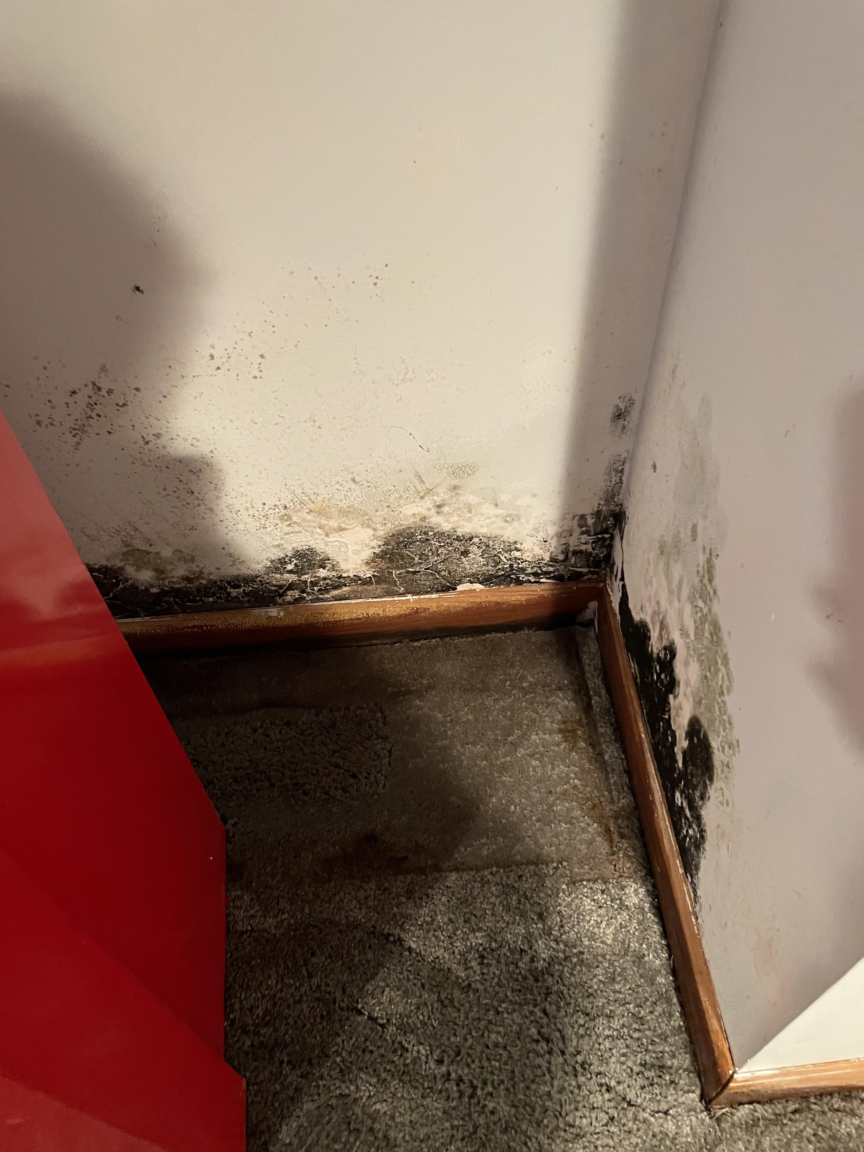 Mold growth flourishes from delayed water mitigation in Wingdale, NY