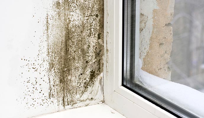 Mold Removal & Remediation in Westchester | First Response 