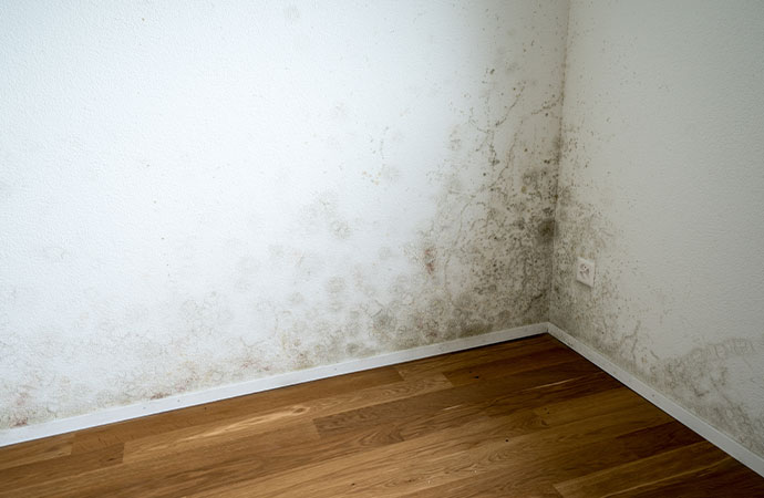 Recognizing Mold Infestations
