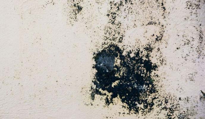 Risks of Black Mold Exposure
