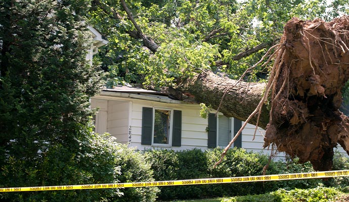 Uprooted tree due to storm damage
